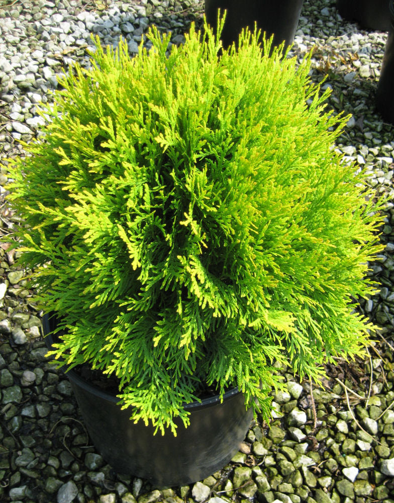 Golden Globe Arborvitae (Thuja occidentalis &