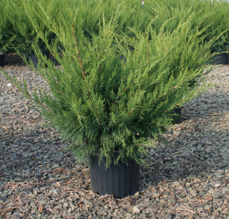 Sea Green Juniper (Juniperus chinensis &