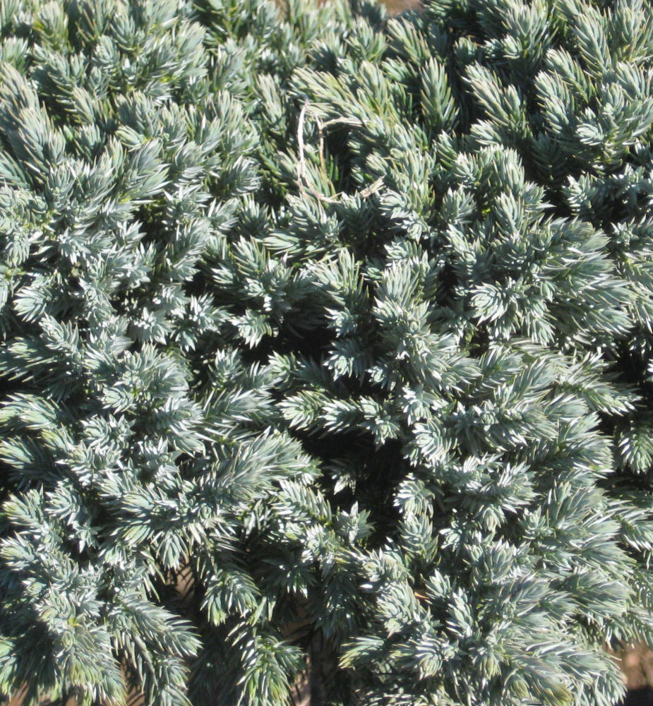 Blue Star Juniper (Juniperus squamata &