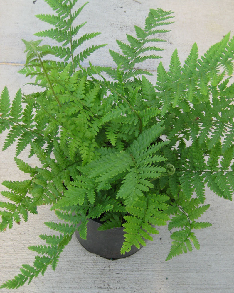 Robust Male Fern (Dryopteris filix-mas undulata &