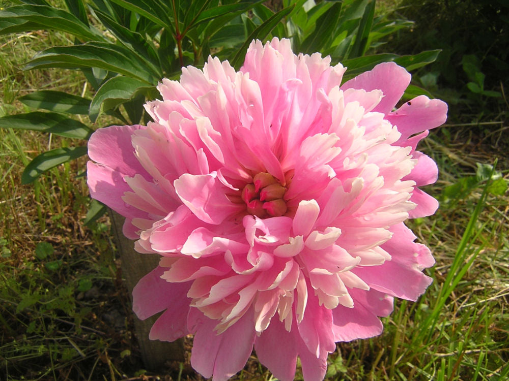 Sarah Bernhardt Peony (Paeonia lactiflora &