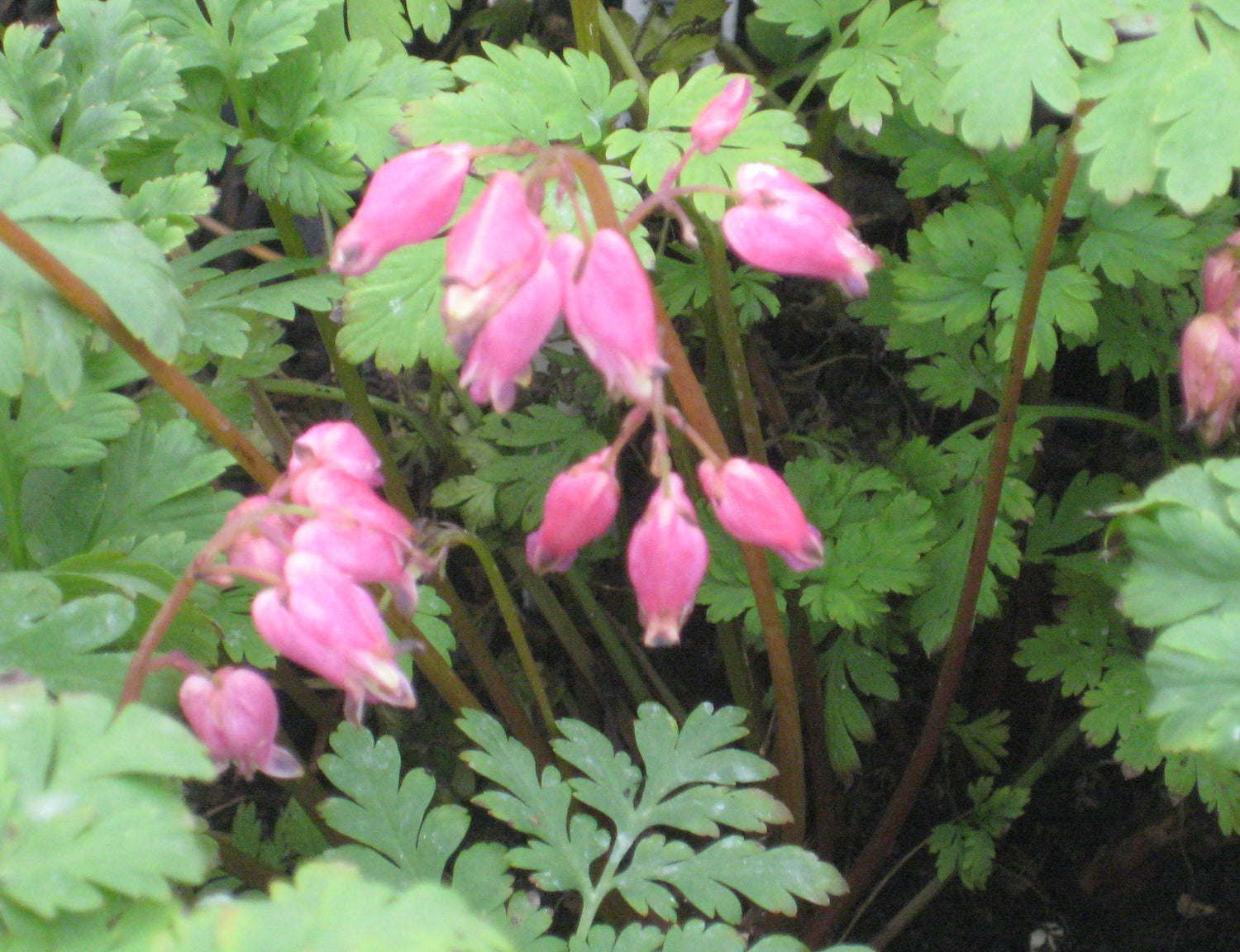 Luxuriant Bleeding Heart (Dicentra x &