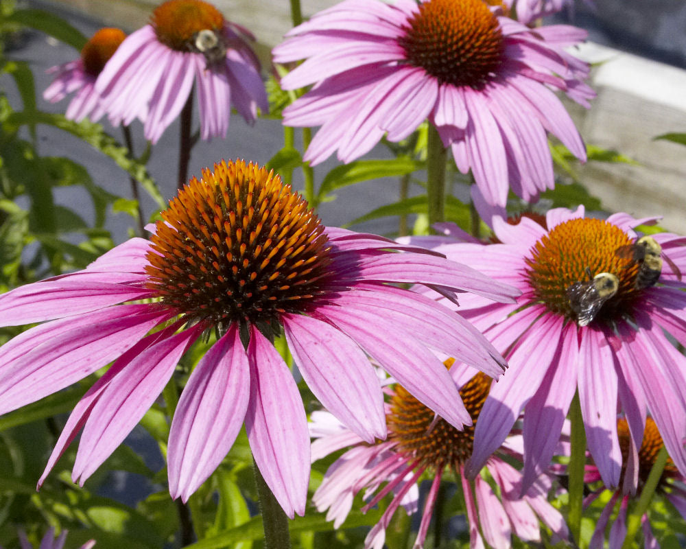 Purple Coneflower (Echinacea purpurea &
