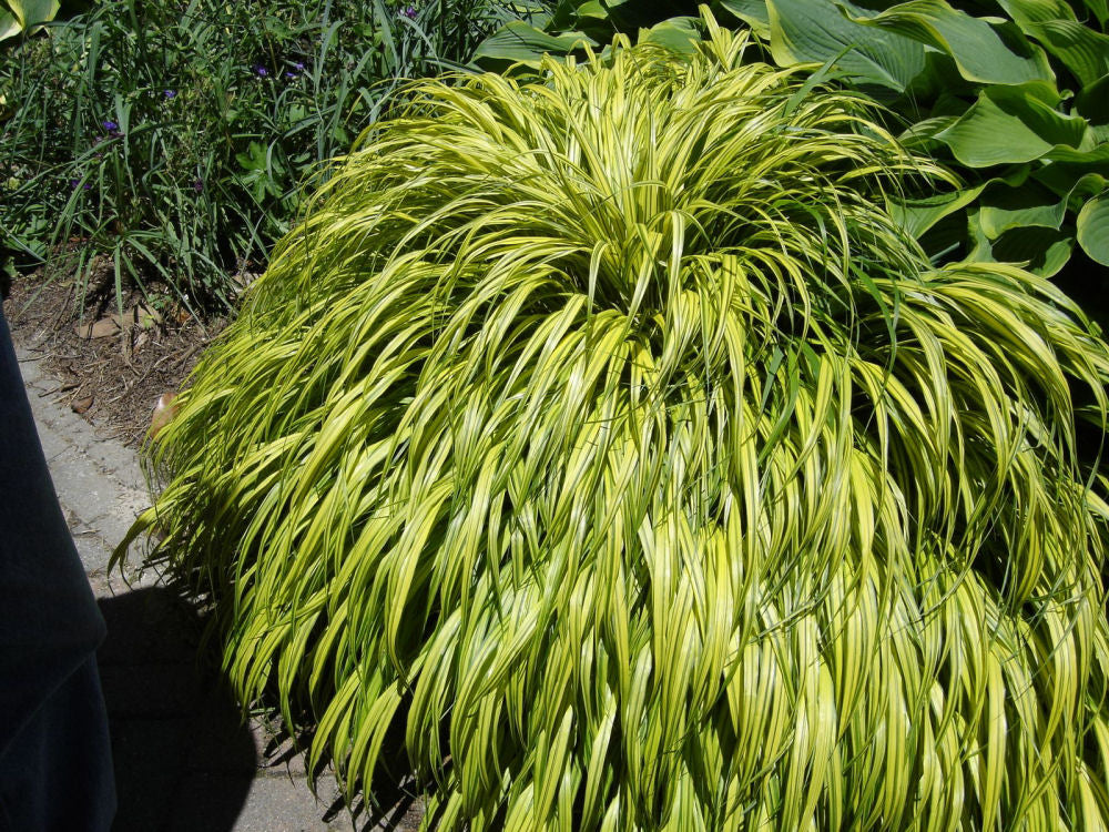 Golden Variegated Japanese Forest Grass (Hakonechloa macra &
