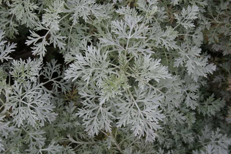 Powis Castle Artemisia (Artemisia x &