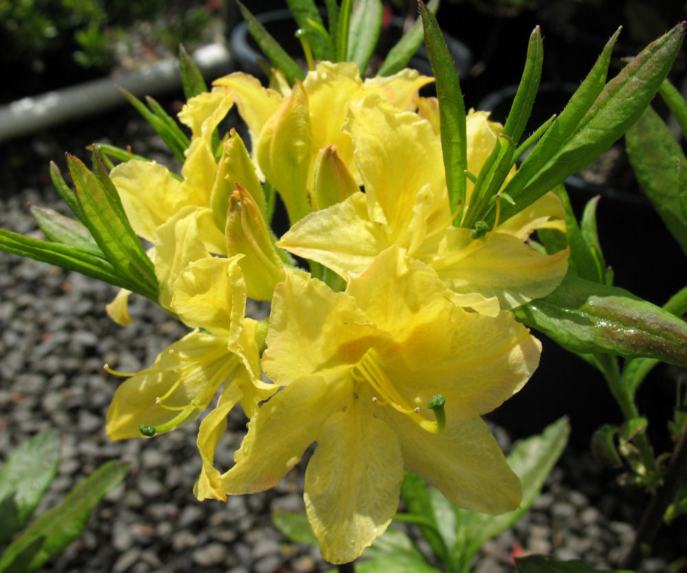 Lemon Light Azalea (Azalea &