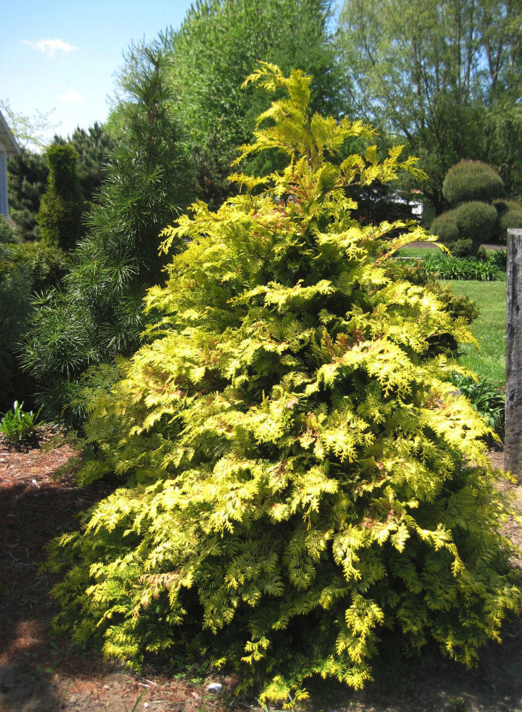Crippsii Golden False Cypress (Chamaecyparis obtusa &