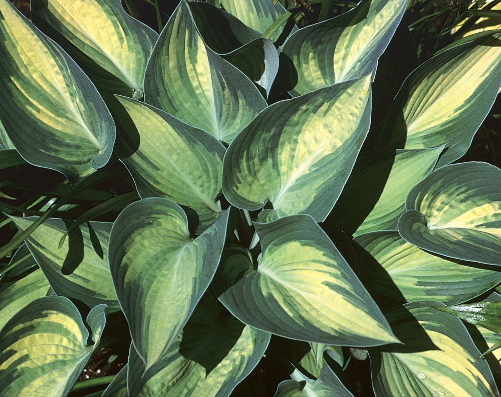 June Plantain Lily (Hosta june &