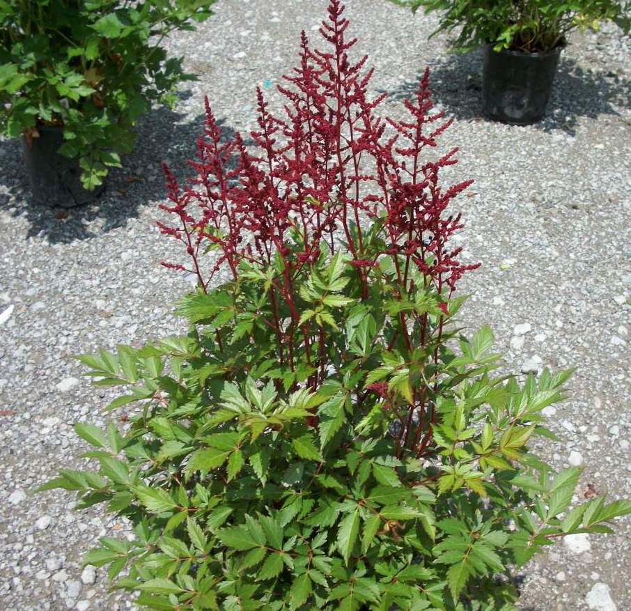Montgomery Astilbe (Astilbe japonica &