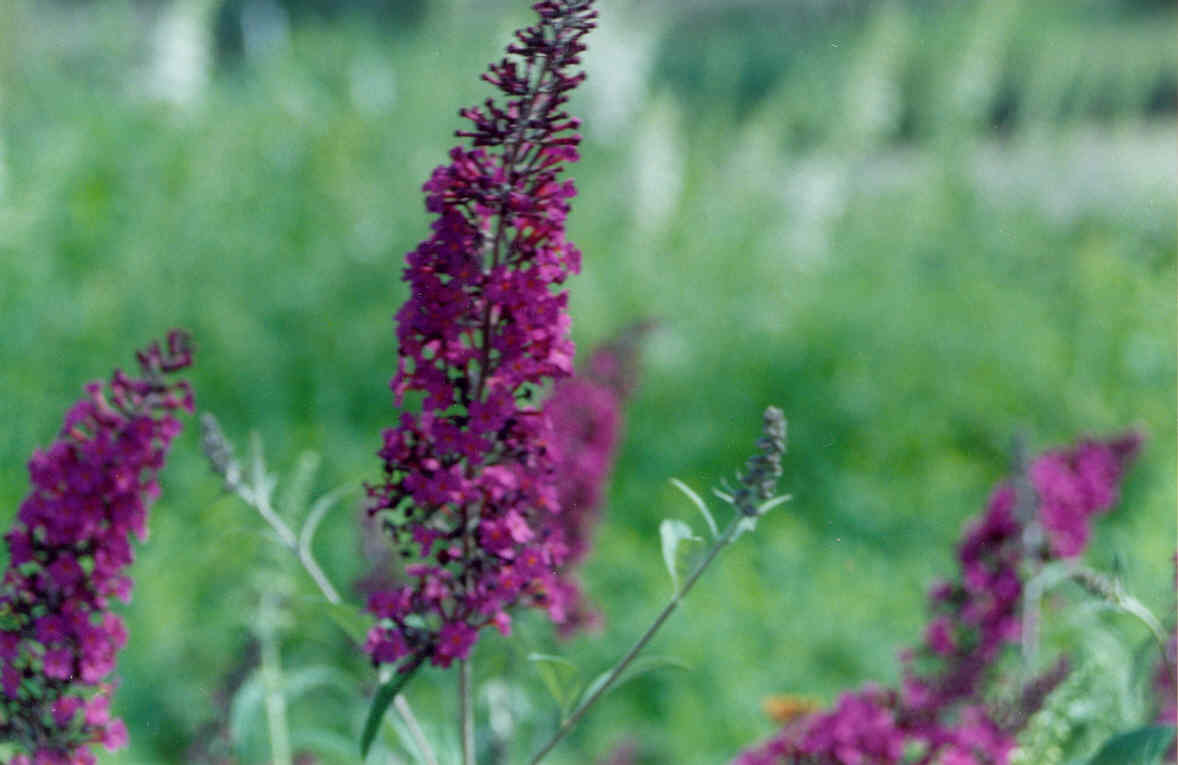 Black Knight Butterfly Bush (Buddleia davidii &