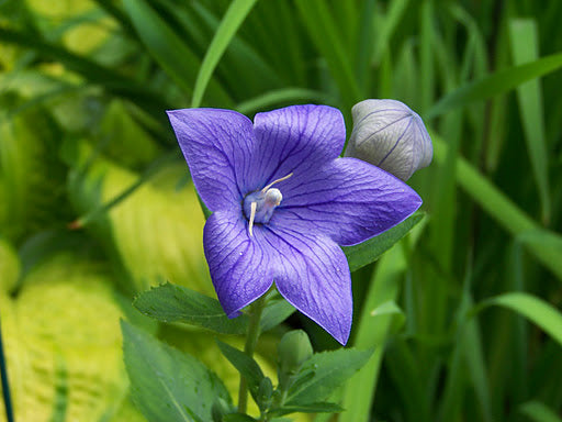Sentimental Blue Balloon Flower (Platycodon grandiflorus &