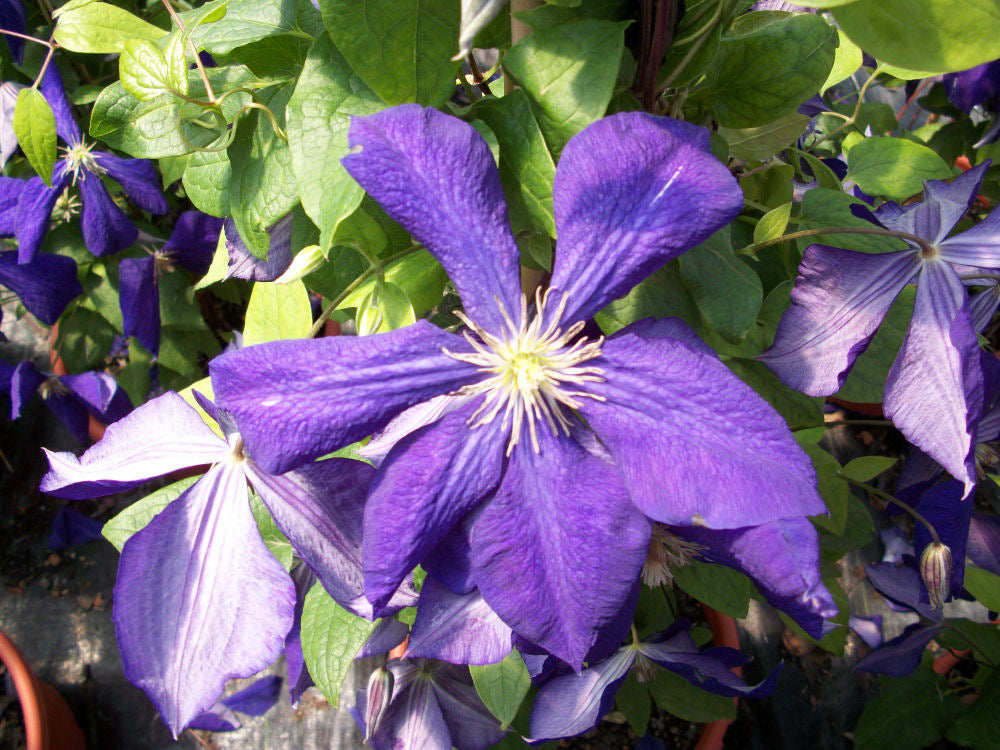 Jackmanii Clematis (Clematis jackmanii &