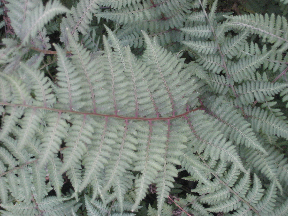Ghost Fern (Athyrium x &