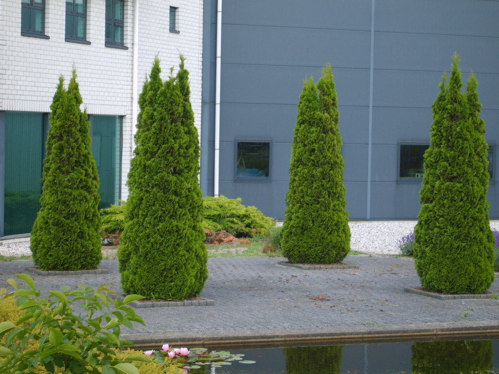 Emerald Green Arborvitae (Thuja occidentalis &