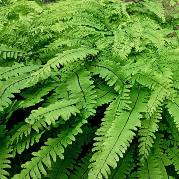 Five Finger Maidenhair Fern (Adiantum &