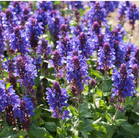 Blue Marvel Salvia (Salvia nemerosa &