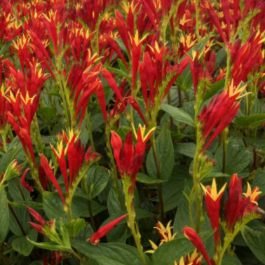 Little Redhead Indian Pink (Spigelia M &