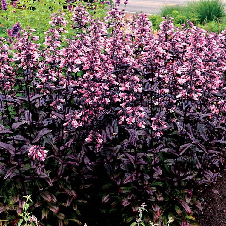 Dakota™ Burgundy Penstemon (Penstemon dakota &