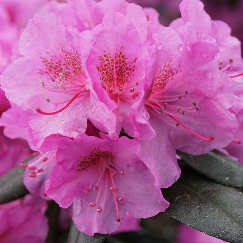 Rhododendron Black Hat® (Rhododendron x &
