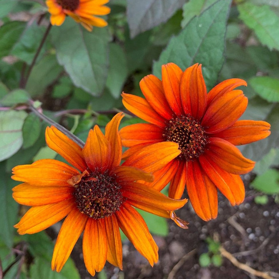 Heliopsis Bleeding Hearts (Heliopsis helianthoides &