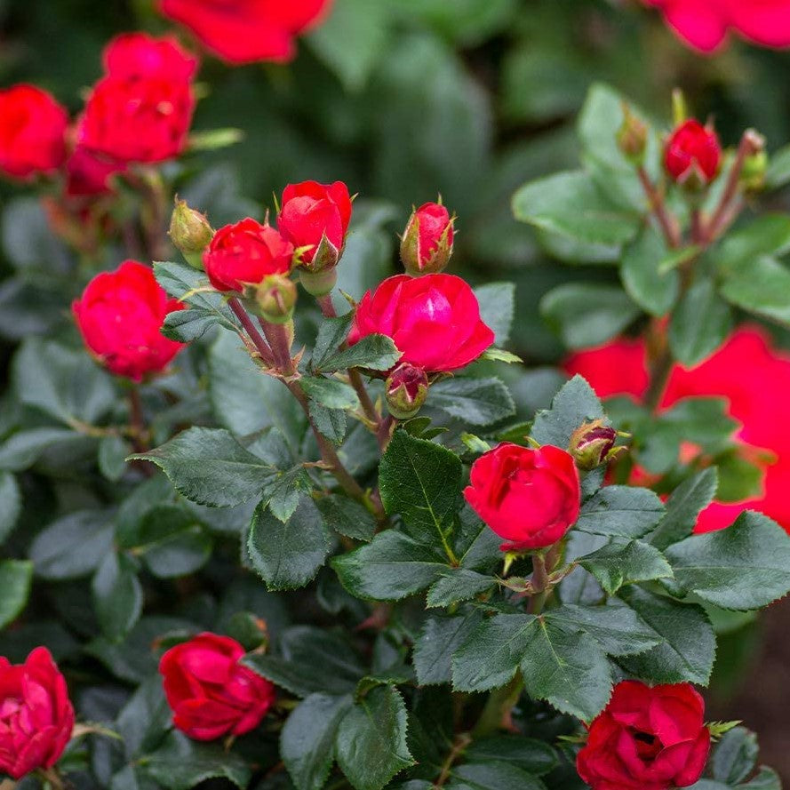 Petite Knock Out® Rose  (Rosa K.O &