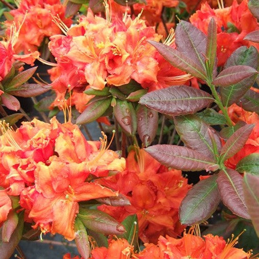 Azalea Fireball (Azalea &