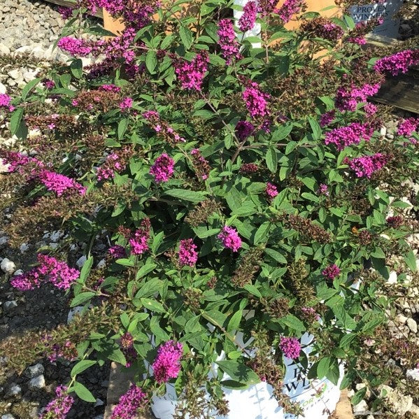 Lo &amp; Behold Ruby Chip® Butterfly Bush (Buddleia &