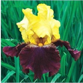 Blatant Bearded Iris (Iris germanica &