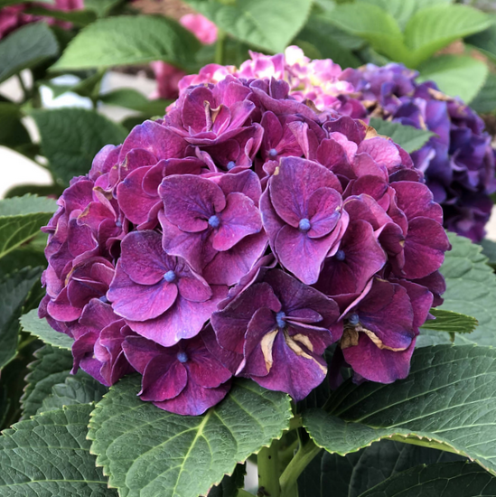 Wee Bit Grumpy® Bigleaf Hydrangea (Hydrangea macrophylla &