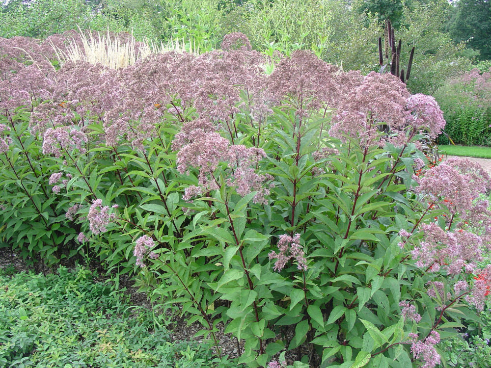 Gateway Joe-Pye Weed (Eupatorium maculatum &