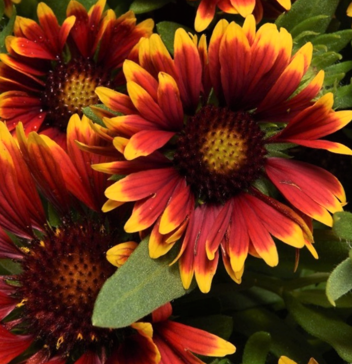 Gaillardia Spintop Orange Halo Blanket Flower (Gaillardia spintop &