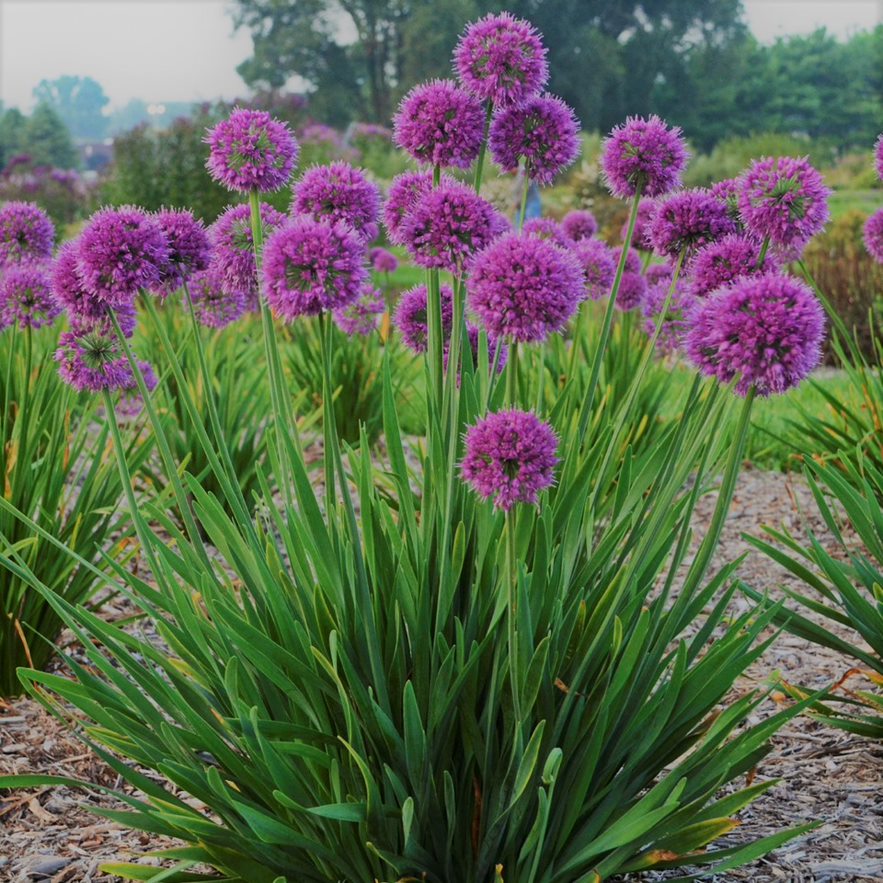Lavender Bubbles Ornamental Onion (Allium &