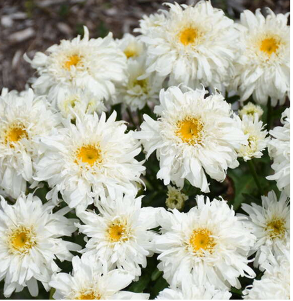 Amazing Daisies® &