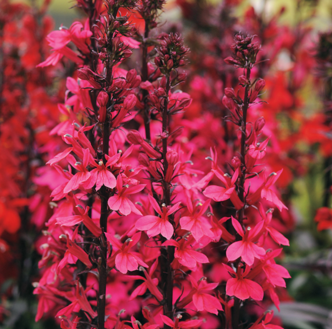 Starship Deep Rose Cardinal flower (Lobelia starship &