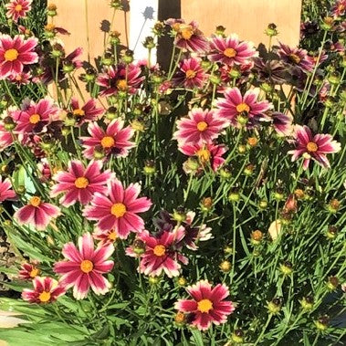 Coreopsis Lil Bang™ Candy Stripes (Coreopsis x &