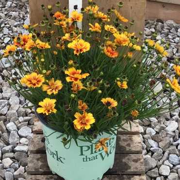 Coreopsis Lil Bang™ Fire Wheel (Coreopsis x &