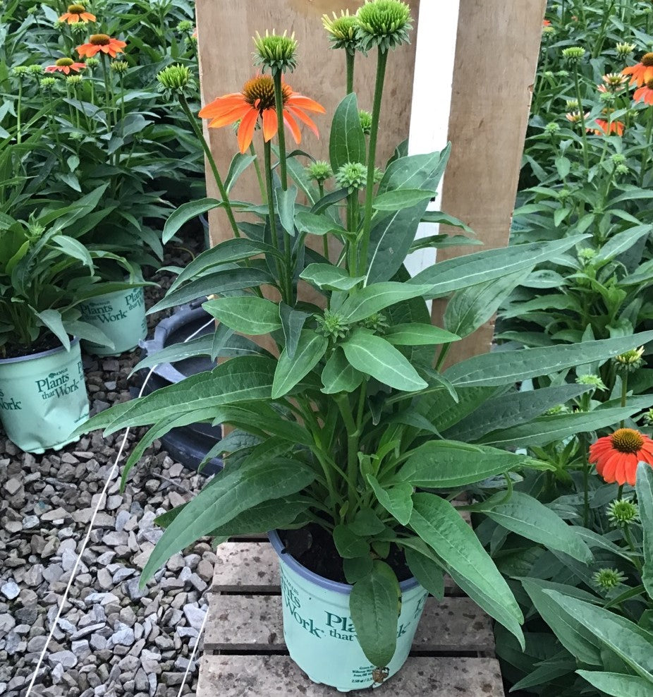 Artisan™ Soft Orange Coneflower (Echinacea artisan &