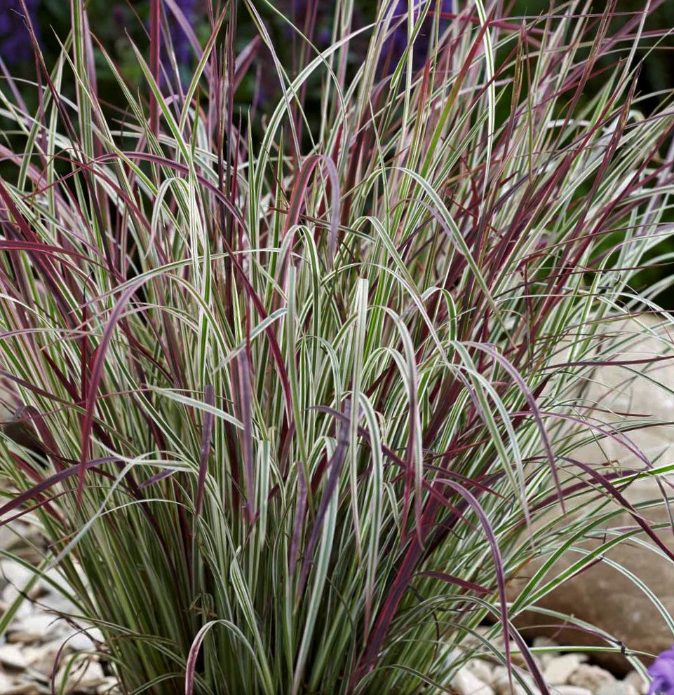 Chameleon Little Bluestem (Schizachyrium &