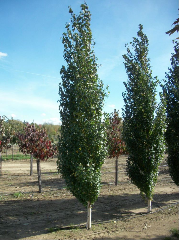 Parkland Pillar® Birch (Betula platyphylla &
