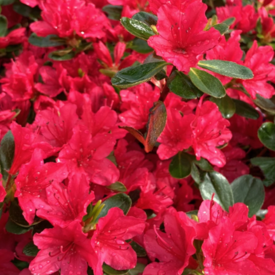 Azalea Hino Crimson (Azalea hino &
