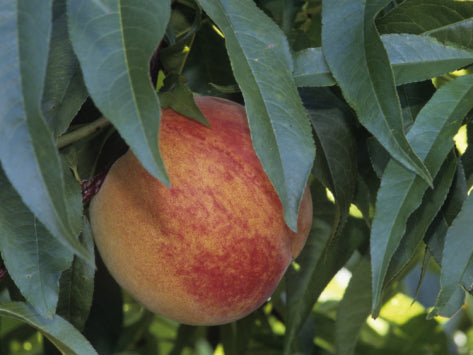 Redhaven Peach (Prunus persica &