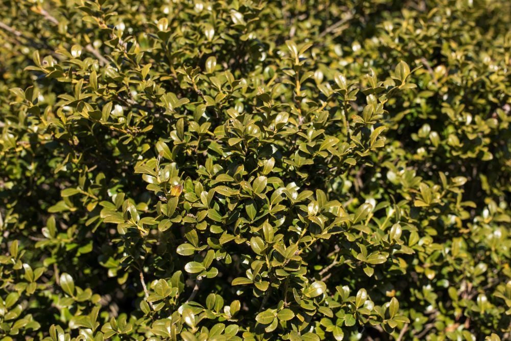 Chilly Willy Japanese Holly (Ilex crenata &