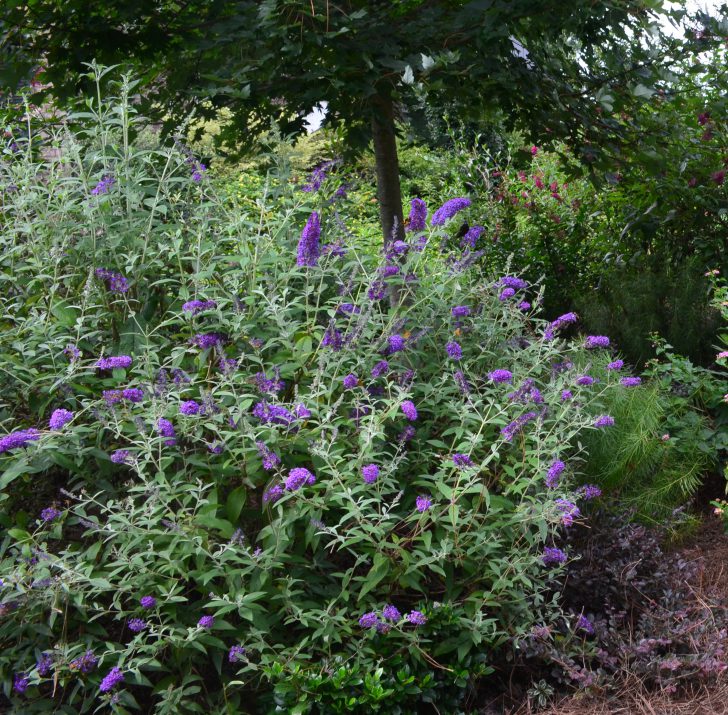 Groovy Grape™ Butterfly Bush (Buddleia ‘Groovy Grape&