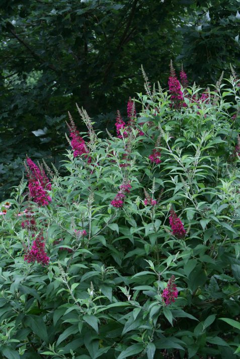 Funky Fuschia™ Butterfly Bush (Buddleia funky &