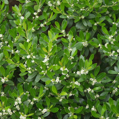 Compact Japanese Holly (Ilex crenata &