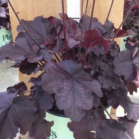 Northern Exposure™ Black Coral Bells (Heuchera &