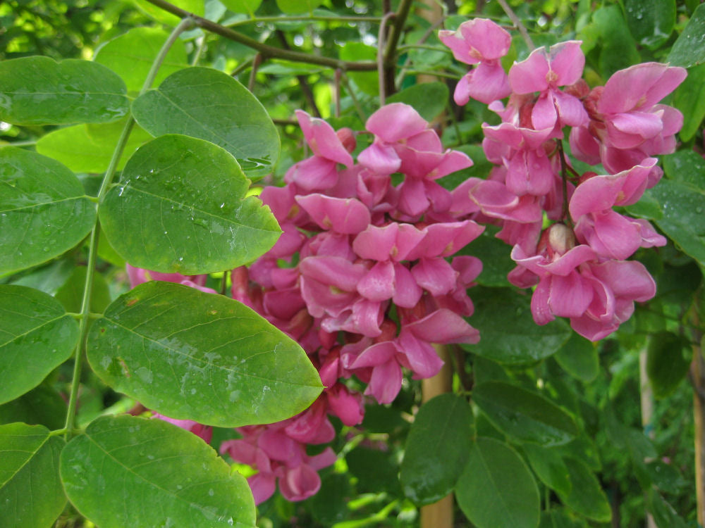 Purple Robe Black Locust (Robinia pseudoacacia &