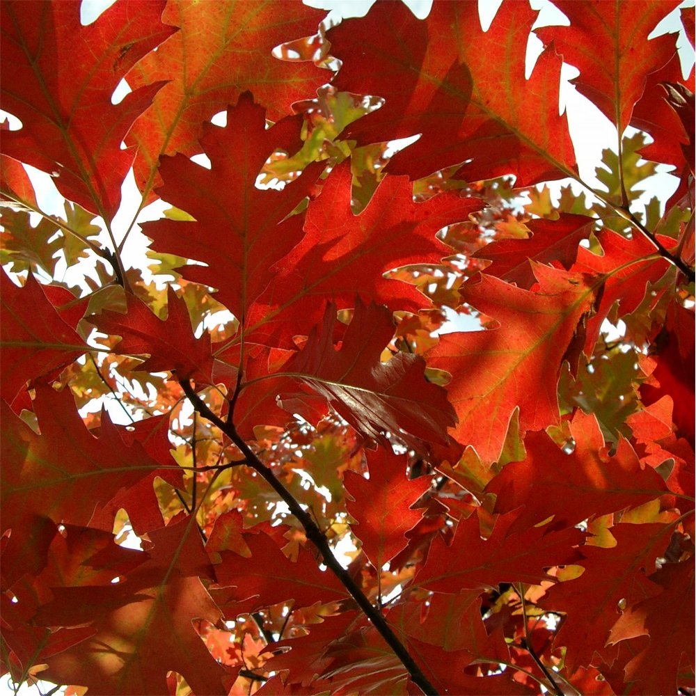 Red Oak (Quercus rubra &