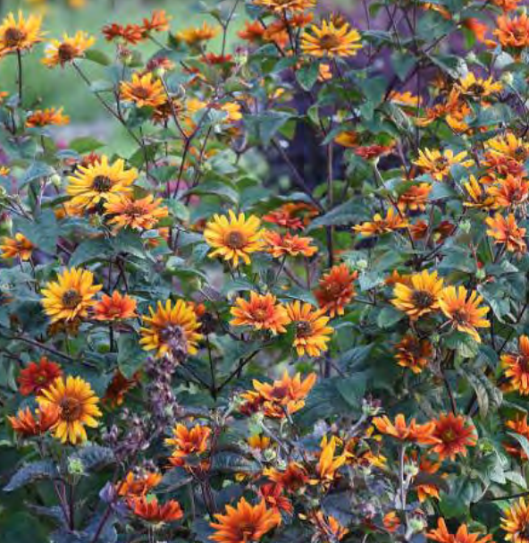 ‘Burning Hearts’ false sunflower (Heliopsis helianthoides &