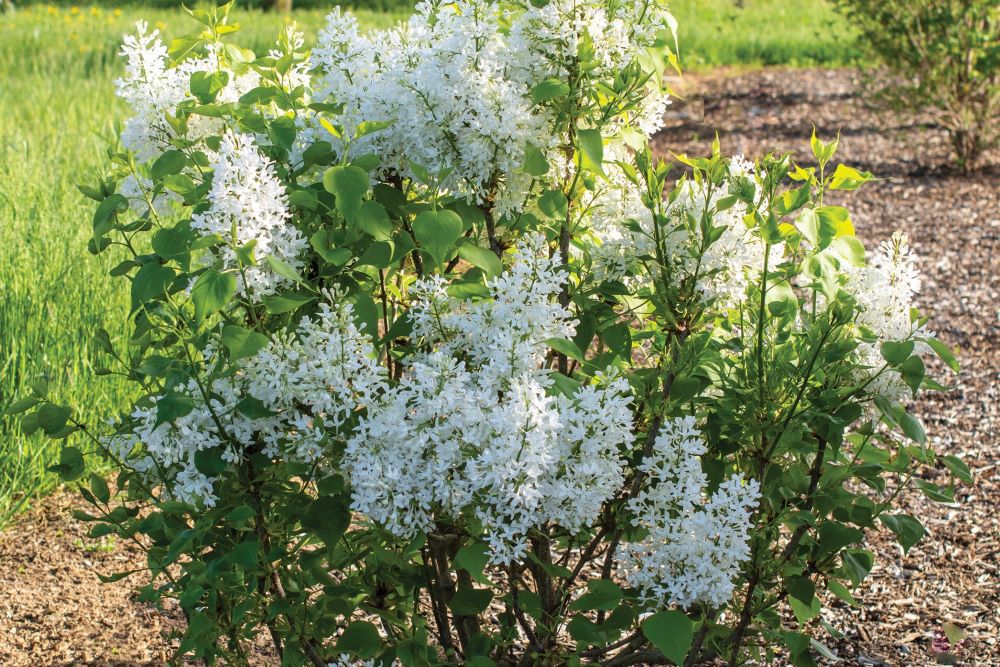 Lilac New Age White (Syringa &